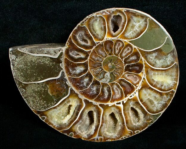 Cut & Polished Desmoceras Ammonite (Half) - #5387
